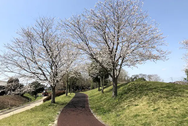 秋津三丁目公園の桜