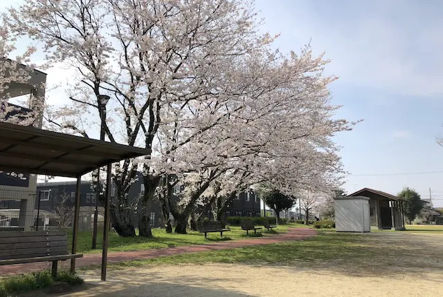 芭蕉公園の桜