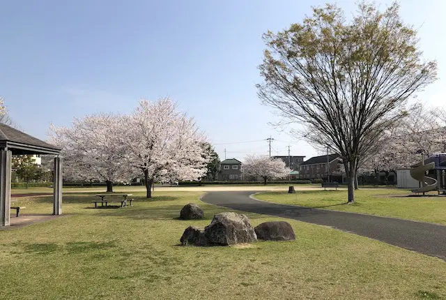 桜満開の芭蕉公園