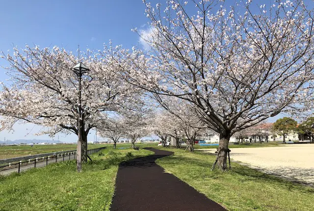 笛田中央公園の桜