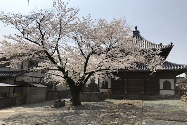 本妙寺の桜