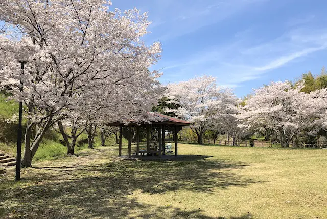 一本松公園の桜