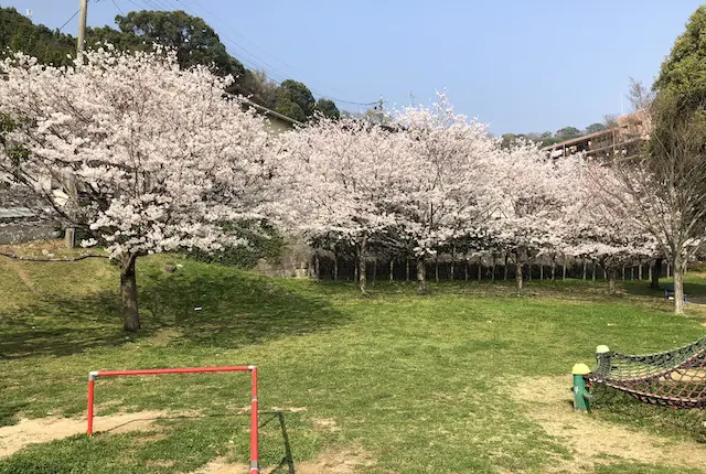 春日五丁目公園の桜