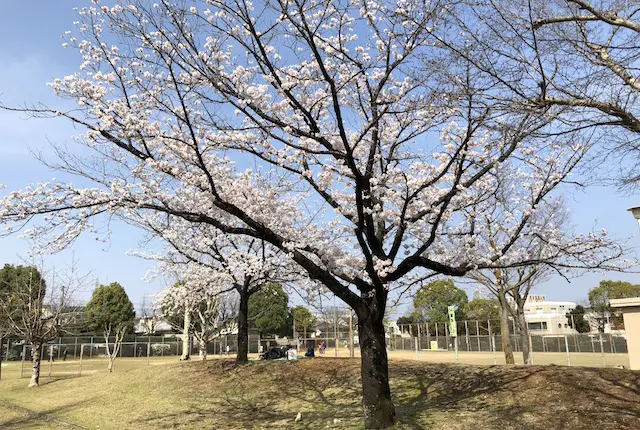 武蔵ヶ丘中央公園の桜