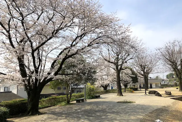 武蔵塚公園の桜