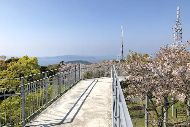 中尾山自然公園の桜