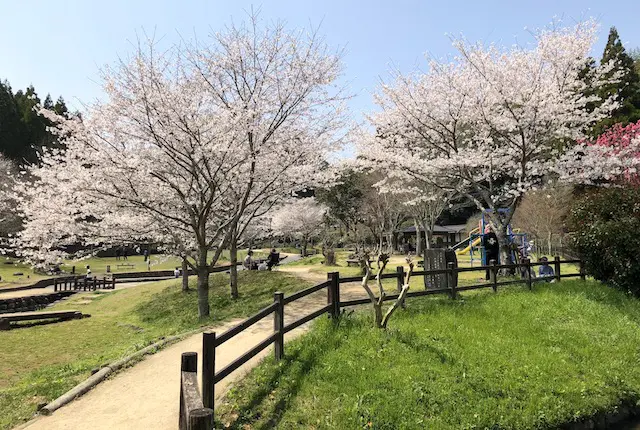 小野泉水公園の桜