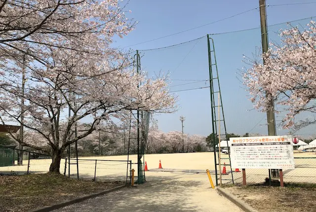桜ヶ丘グラウンドの桜