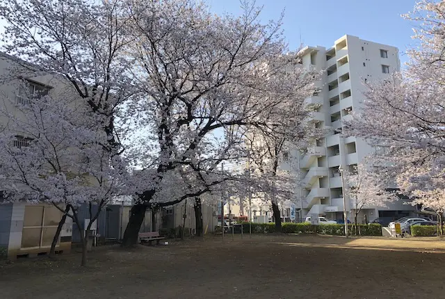 桜満開のサクラ公園