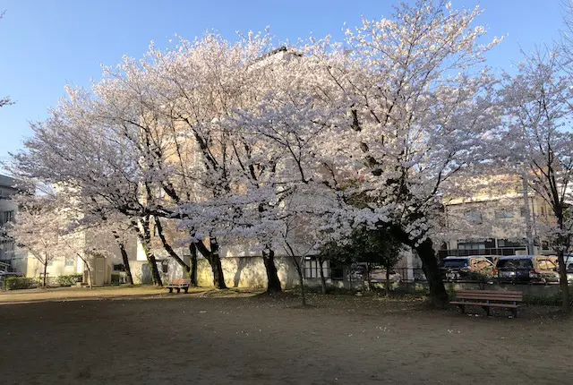 サクラ公園の桜