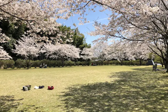 竹迫城跡公園の桜