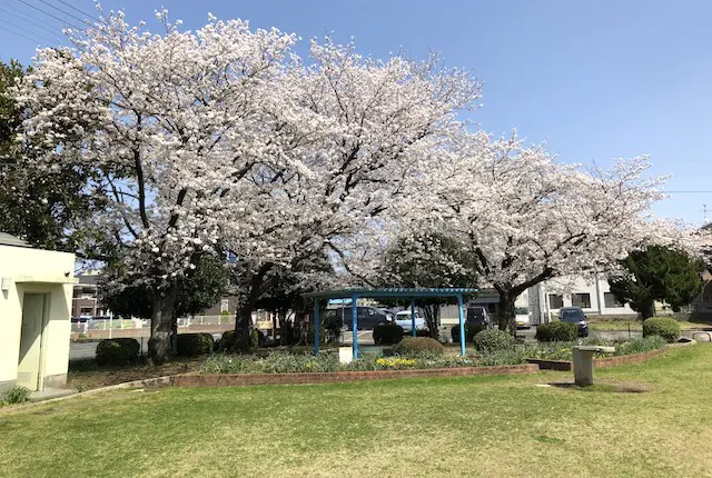 鳥井原公園の桜