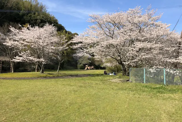 瑞厳寺公園の桜