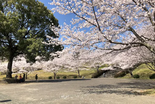 エントランス広場の桜