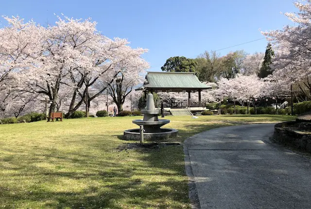 観月楼展望所の桜