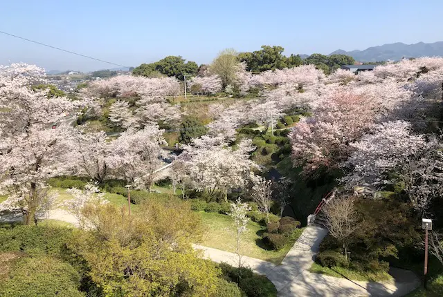 菊池公園の桜の風景