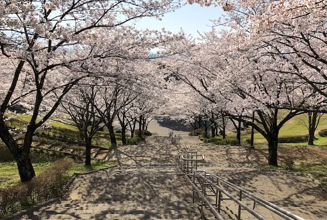 菊池公園の桜並木