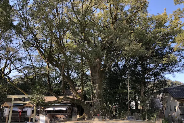 青井阿蘇神社の御神木