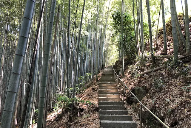 竹林と階段