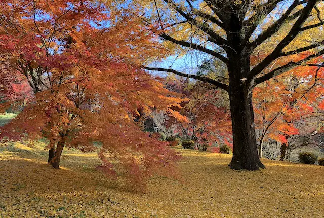菊池神社の紅葉