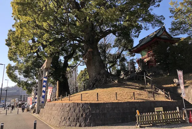 北岡神社の夫婦楠