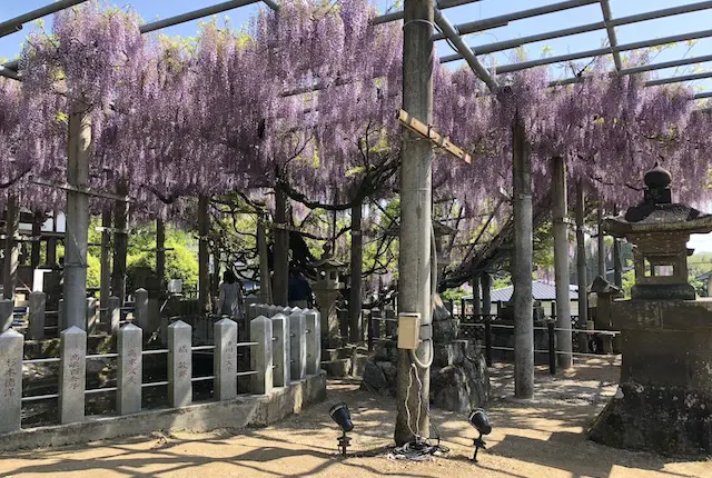 山田日吉神社の藤棚