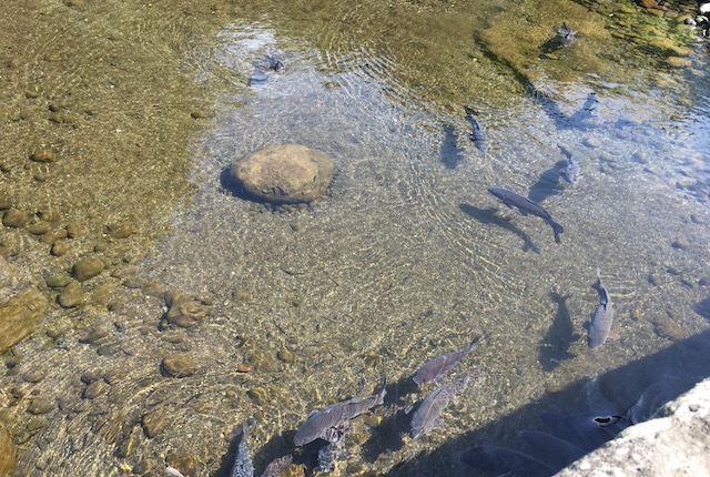 水前寺公園鯉