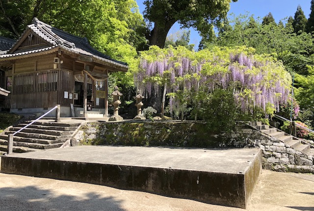 大津山阿蘇神社の藤棚