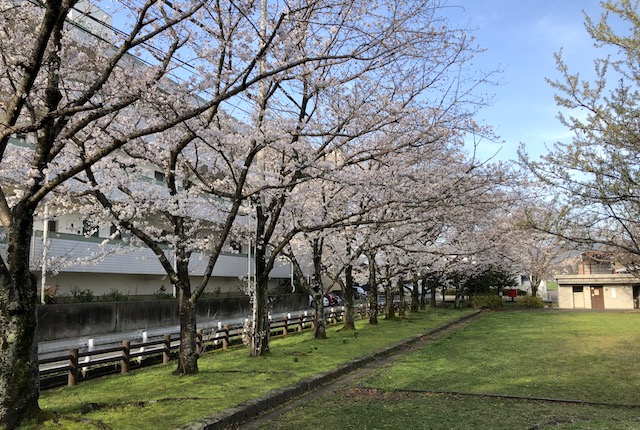 坪井中央公園桜