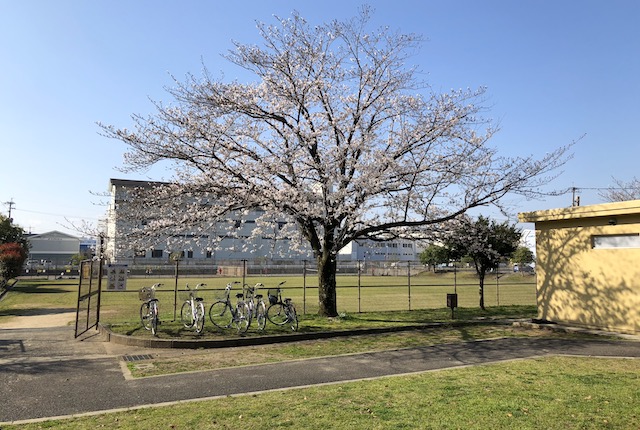 八王寺中央公園の桜