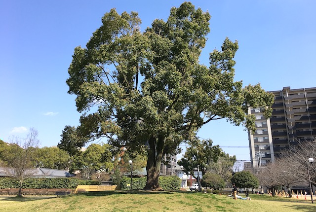 白川公園のシンボルツリー