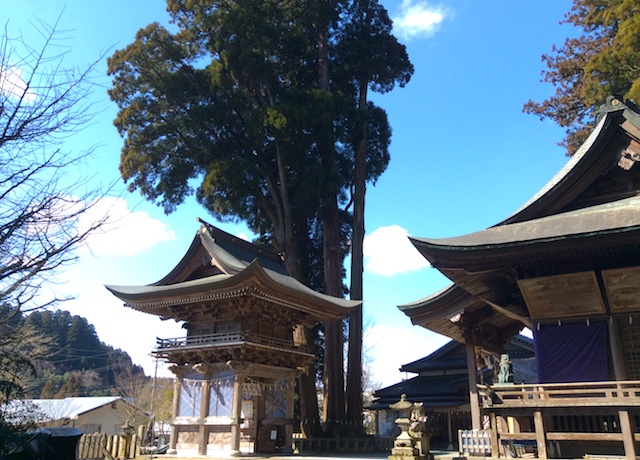小国両神社の三神杉
