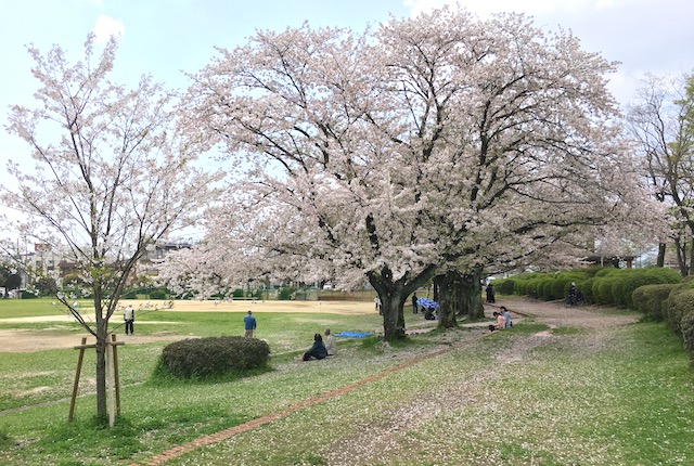 錦ヶ丘公園桜