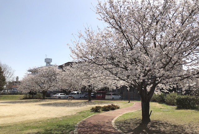 帯山七丁目どんぐり公園桜