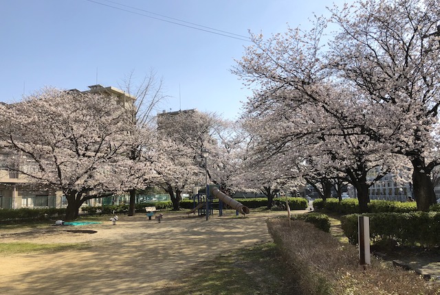 西原公園の桜