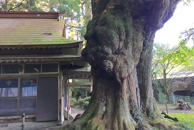平川阿蘇神社のコブ