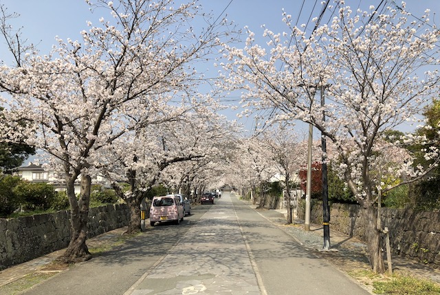 本妙寺桜