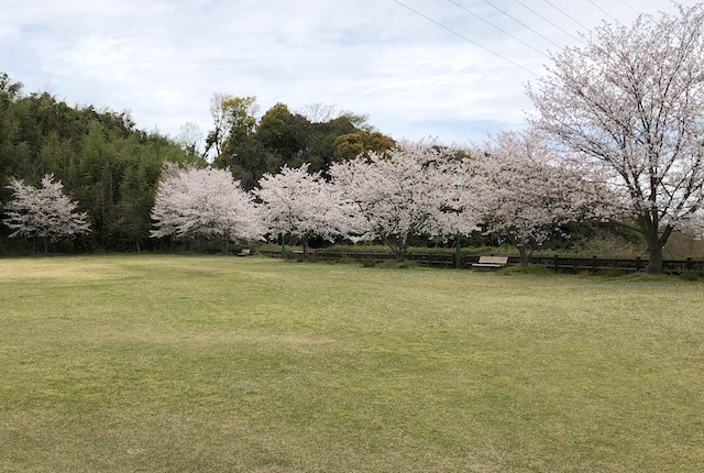 つつじヶ丘公園の桜