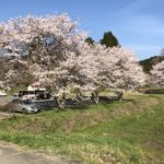 高城公園桜