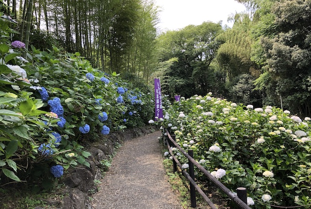 天子の水公園紫陽花