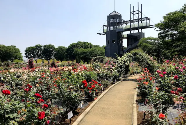 熊本県農業公園バラ祭り