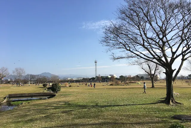 江津湖広木公園の野草の広場