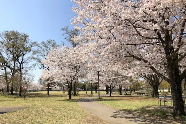 元気の森公園の桜