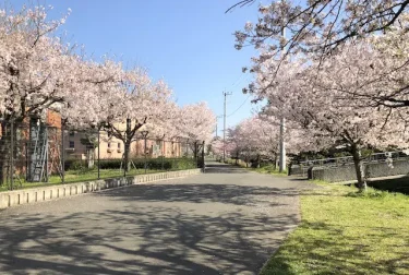 八景水谷公園の桜