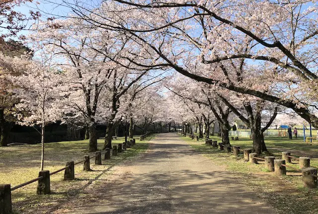 桜並木