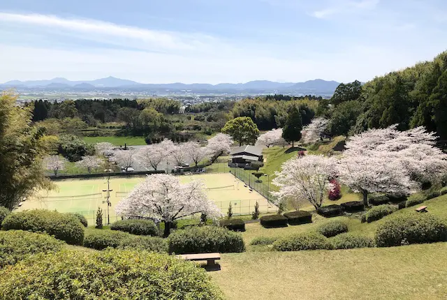 テニスコートと桜