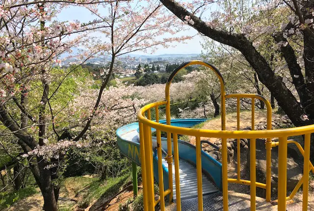 スーパースライダーと桜