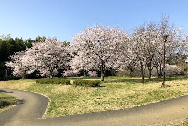 桜咲くお花見広場