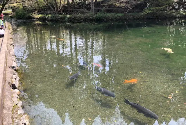 小野泉水