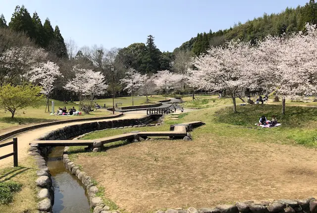 小野泉水公園の桜と花見をする人